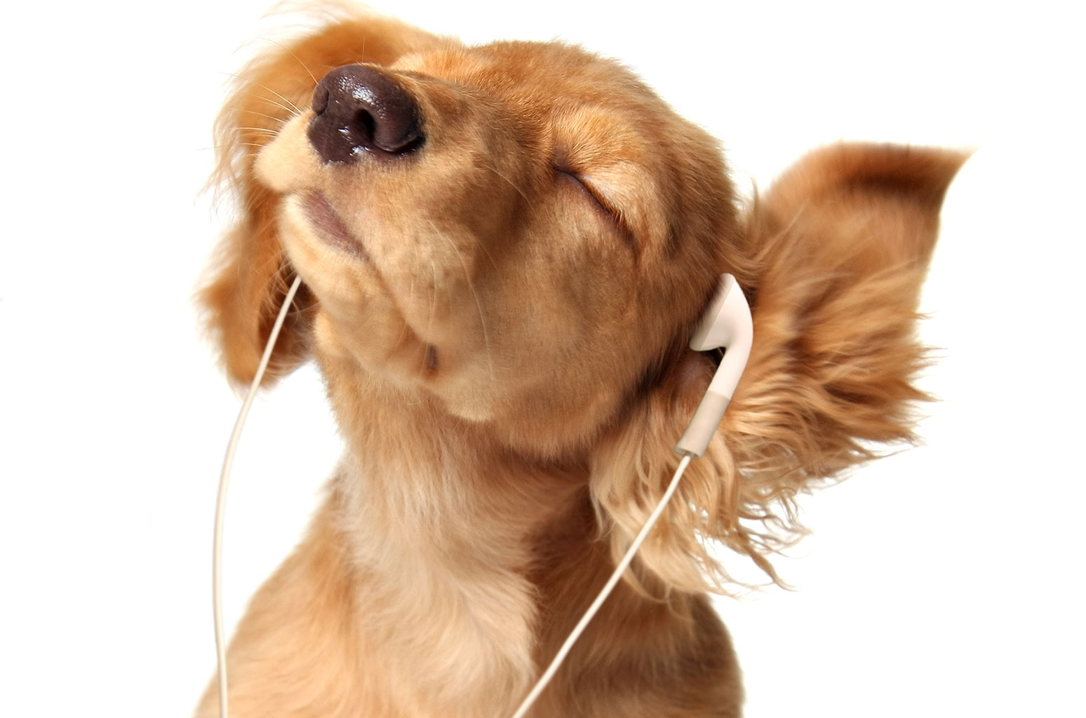 Spotify Wants to Create Harmony For Music and Animal Lovers With Pet Playlists