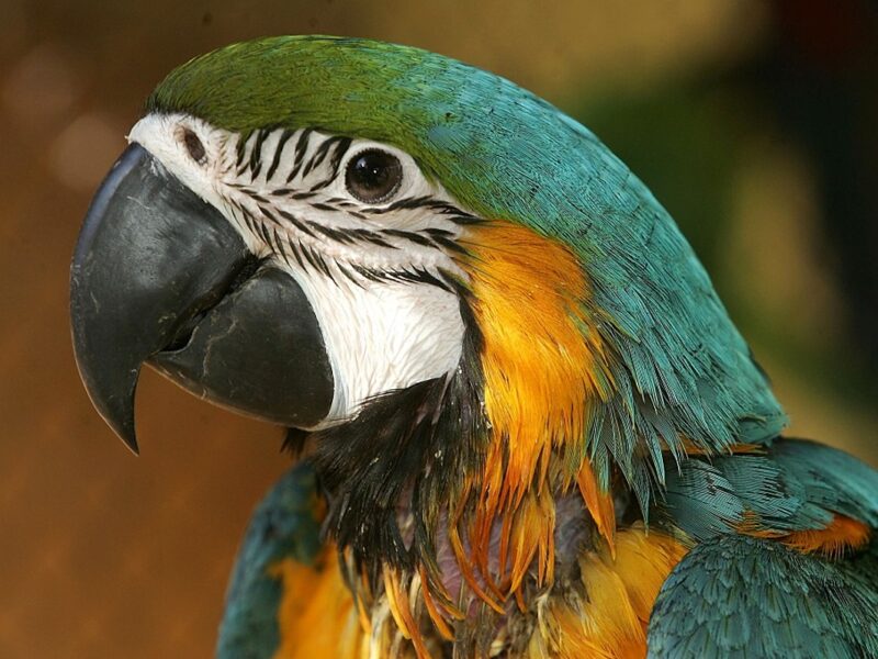 Parrots Removed From Zoo After Swearing at Visitors