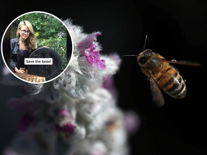 TikTok’s ‘Bee Lady’ Controversy, Explained
