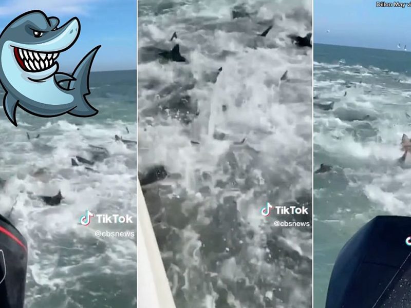 Fishing Boat Caught in Frightening Shark Feeding Frenzy (VIDEO)