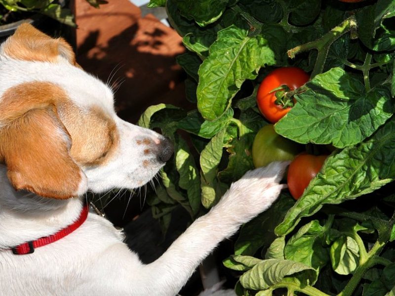 Woman Doesn’t Car if ‘Entitled’ Friend’s Dog Dies