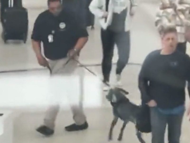 TSA Agent Slammed for ‘Aggressively’ Yanking Bomb-Sniffing Dog