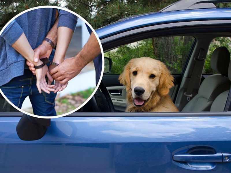 Man Driving Car Switches Seats With Dog to Avoid DUI Ticket