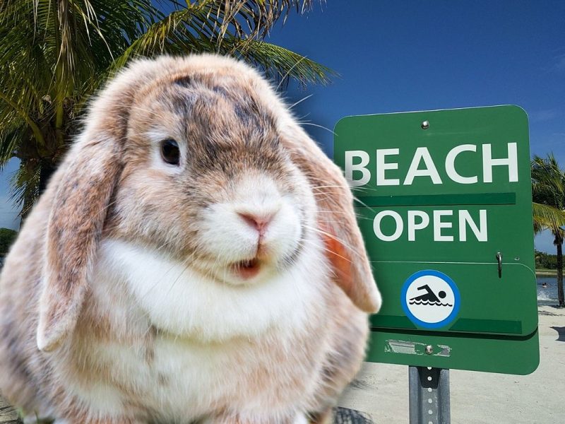 Florida Neighborhood Overrun With Giant Fluffy Bunnies