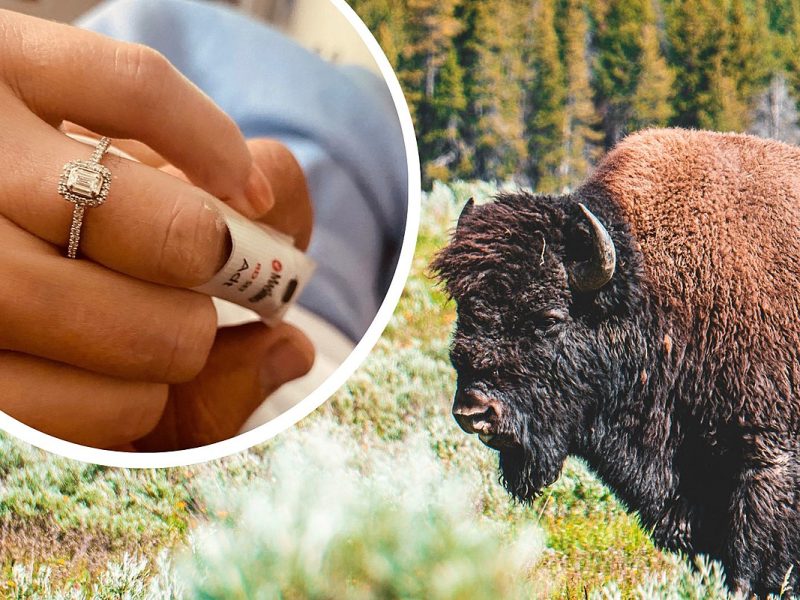 Yellowstone Bison Attack Survivor Says ‘Yes’ To Hospital Proposal