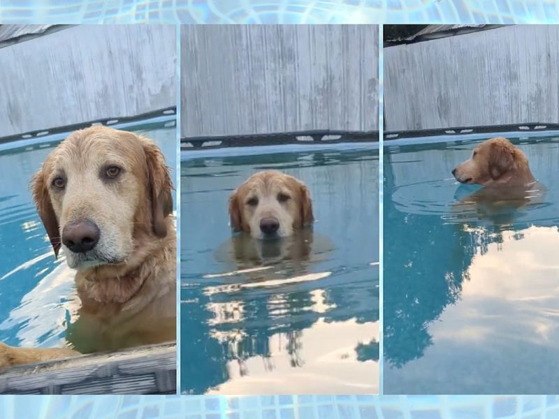 Pool Addicted Dog Chooses Swimming Over Listening To Owner