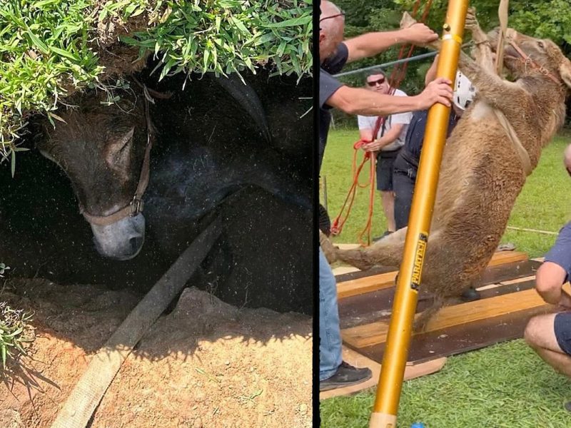 North Carolina Fire Departments Make Daring Donkey Rescue