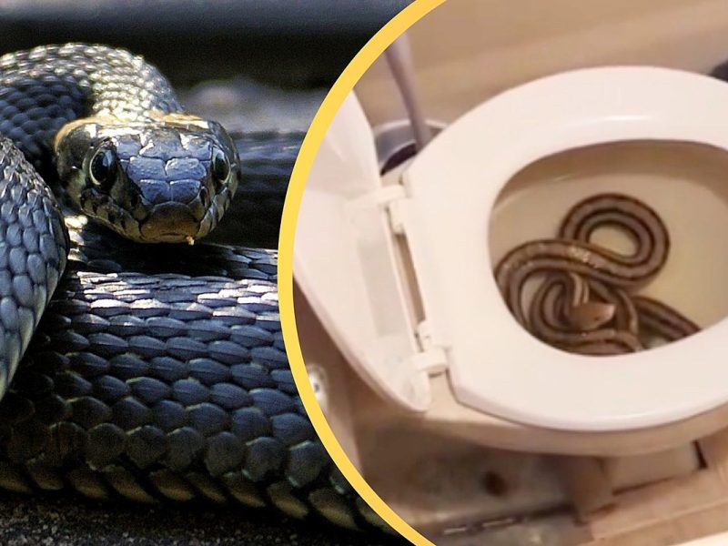 Snake in Woman’s Toilet Will Have You Looking Before You Sit