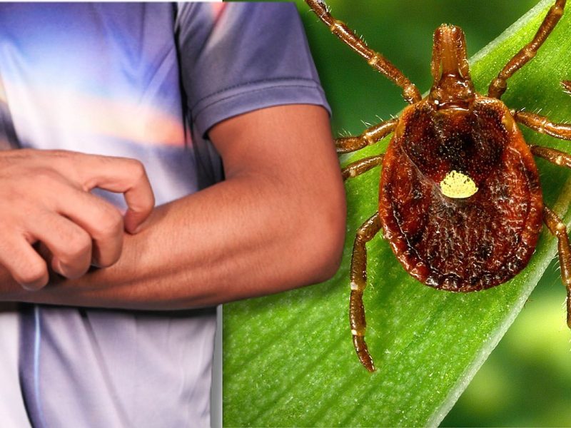 Report: Lone Star Tick Spreading Red Meat Allergy Across U.S.