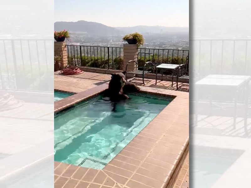 Chill Bear Taking Dip In California Pool Is Our Summer 2023 Vibe