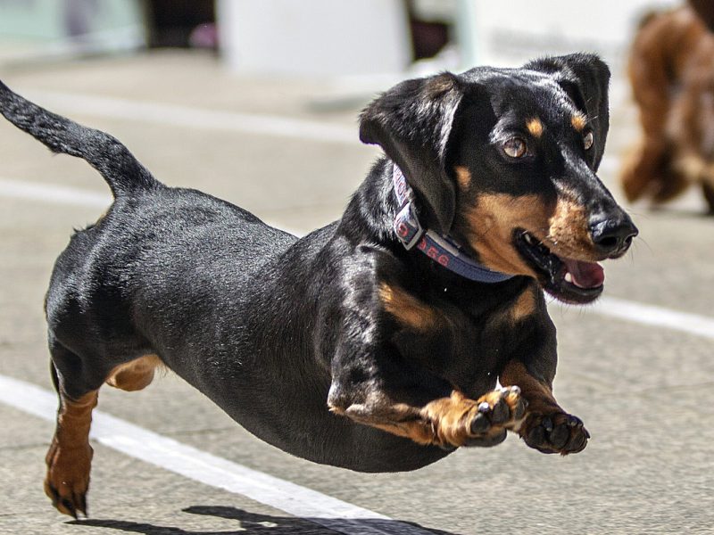 ‘Fastest Wiener In The West’ Crowned At Wiener Nationals