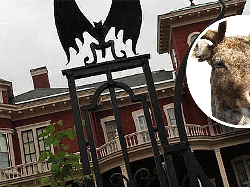 Deer Meets Terrible Fate at Stephen King’s Famous Front Gate