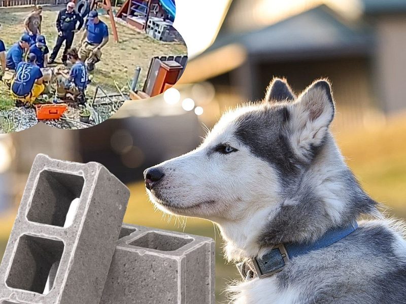 Husky Rescued After Being Trapped in Cinder Block