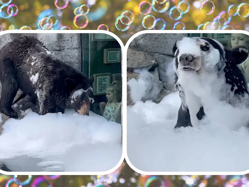 Zoo’s Bears Prefer Relaxing Bubble Baths Instead of Regular Swims