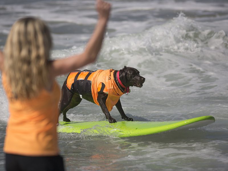 28 Pics That Prove Dogs Ride Surfboards Better Than Their Owners