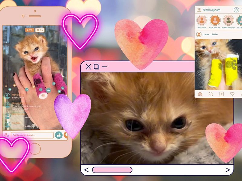 Meet Tater Tot, The Internet’s New Kitten Obsession