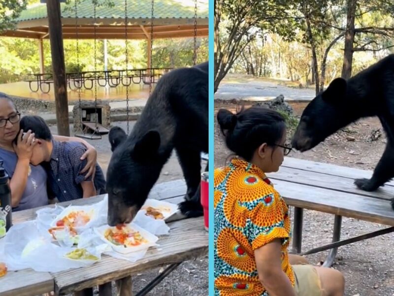 Family Remains Frozen as Bear Devours Picnic Just Inches Away