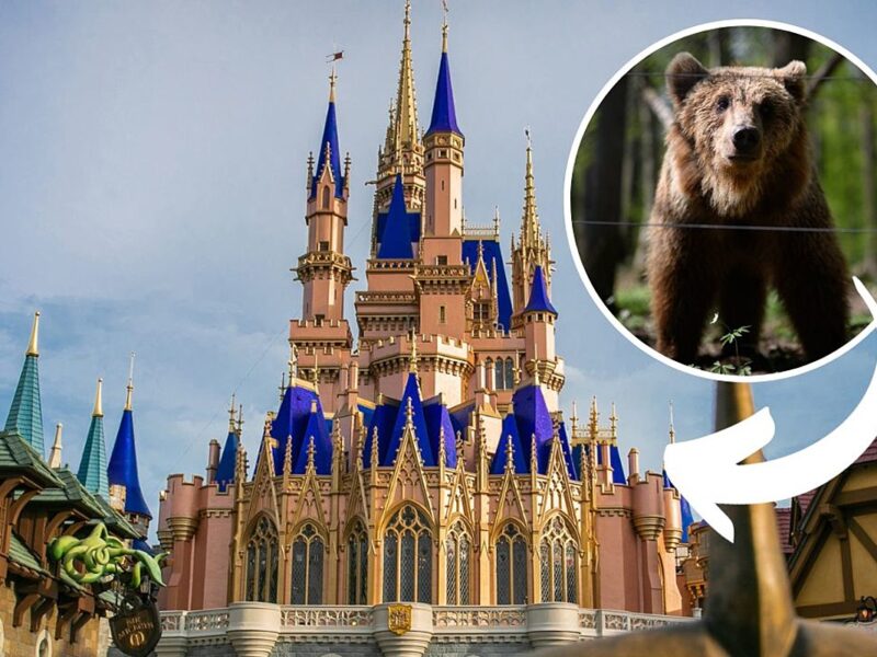 Wild Bear Sighted in Magic Kingdom at Disney World
