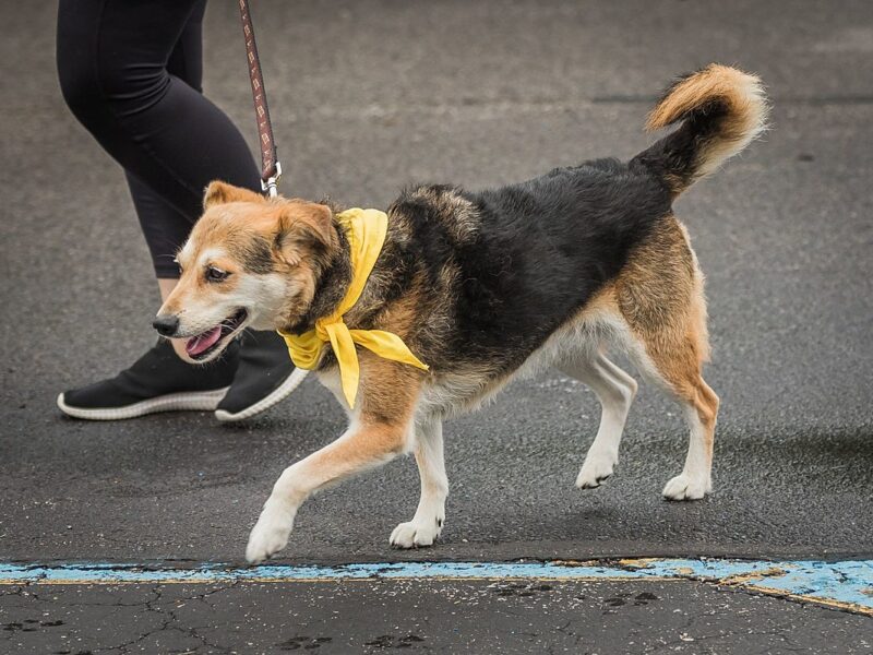 Why You Shouldn’t Approach a Dog with a Yellow Ribbon or Bandana