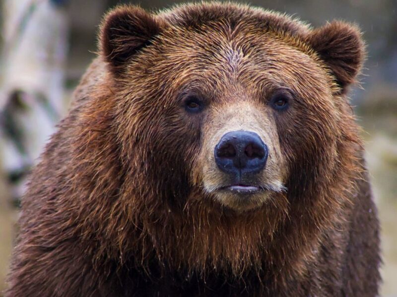 Couple Mauled by Bear Sent Distressing Text Message Before Attack