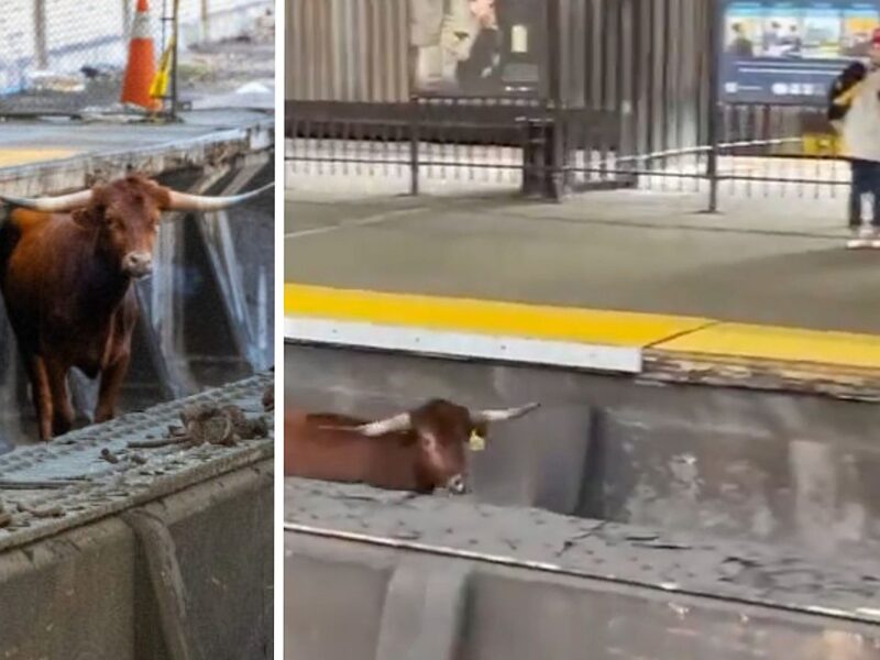 Best Social Media Posts of Bull Running Through NJ Train Station