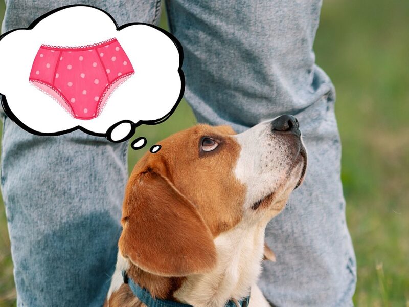 Why Dogs Sniff Crotches And Steal Your Underwear