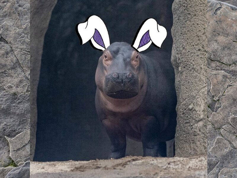 Hippo at Ohio Zoo Making Campaign to be Next Cadbury Bunny