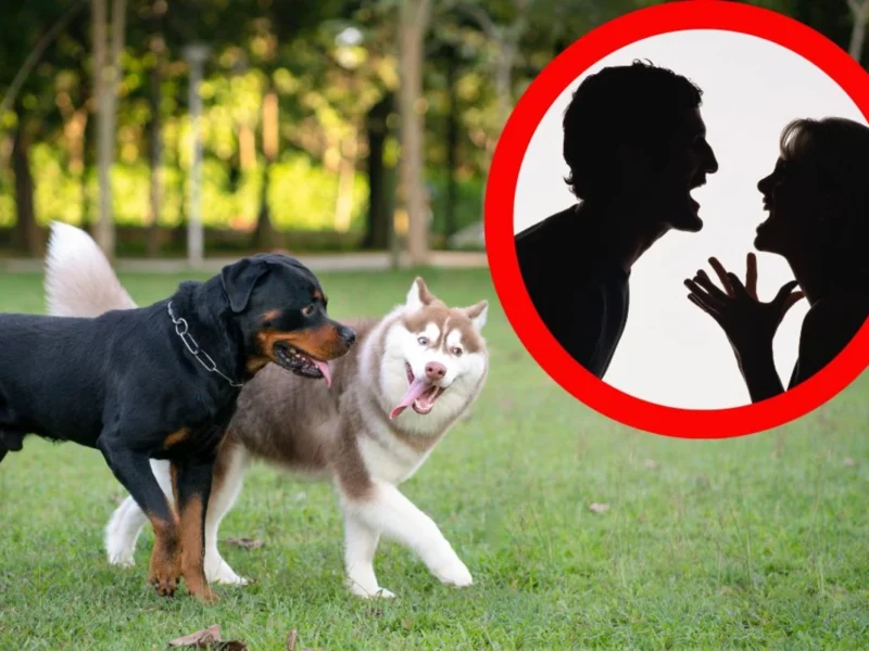 Man With Aggressive Dog Explodes at Woman During Dog Park Dispute