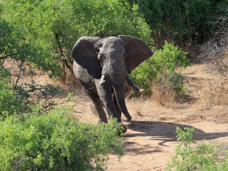 Woman Dies After Elephant Charges Safari Vehicle in Zambia