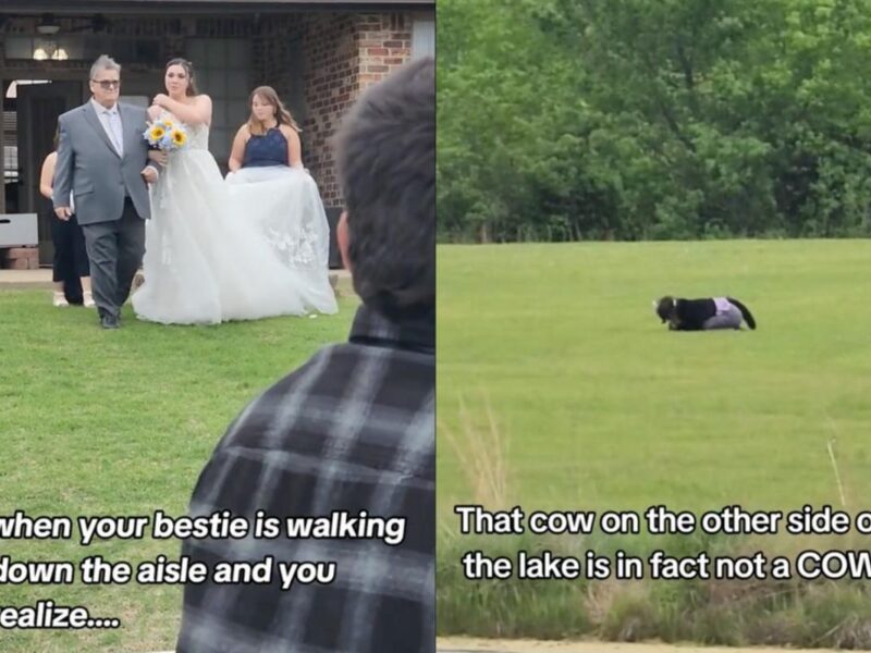 Bride’s Best Friend Realizes Cow Near Wedding Venue Is a Furry