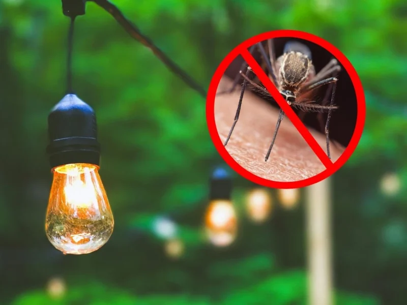 Three Wonderful Smells You’ll Love That Mosquitoes Hate