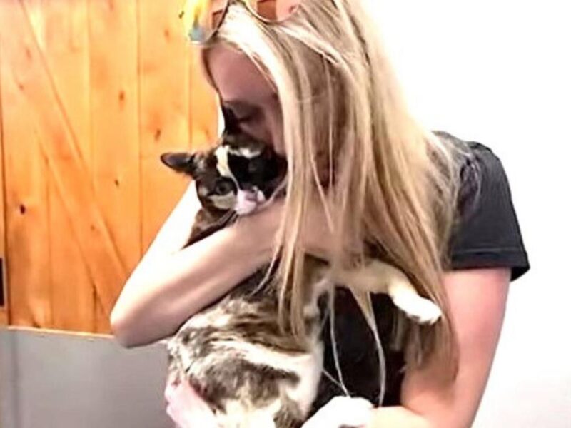 Cat Shipped to Amazon Spent Six Days in Return Box (Video)