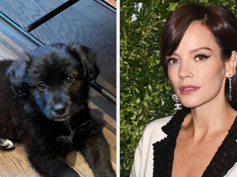 “Ruined My Life”: Lily Allen Returned Her Family’s Adopted Puppy After It Ate Her And Her Children’s Passports, Leaving The Kids Unable To See Their Dad For Five Months