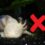 Axolotl Pet Laws: Where Ownership Is Prohibited in the U.S.